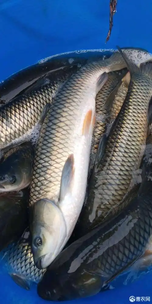 草鱼 人工养殖 0.5-2.5公斤