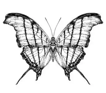 详细的写实素描的蛾照片