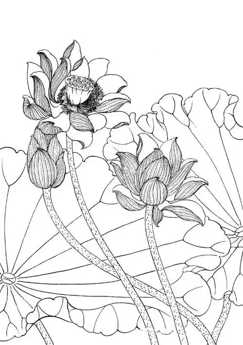 素材| 一组工笔荷花线描稿36图