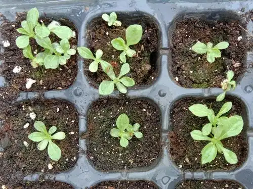 分享一下我今年播下的花种子