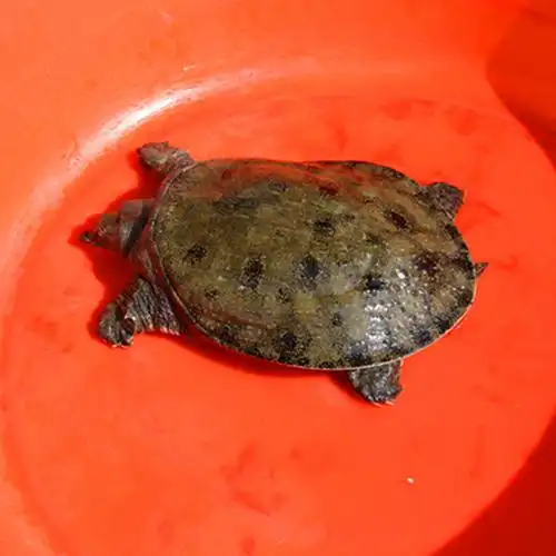 2斤鲜活优质食用水鱼王八老王物土甲鱼正宗龟