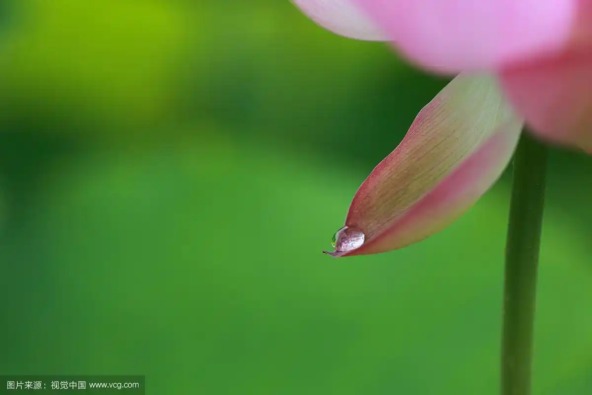 荷花花瓣上的水珠