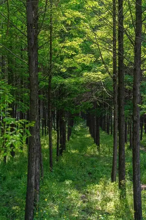 被问爆了不出上海独享这片湖泊森林
