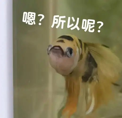 随便拍都是表情包#泰国斗鱼  #斗鱼  #表情包分享