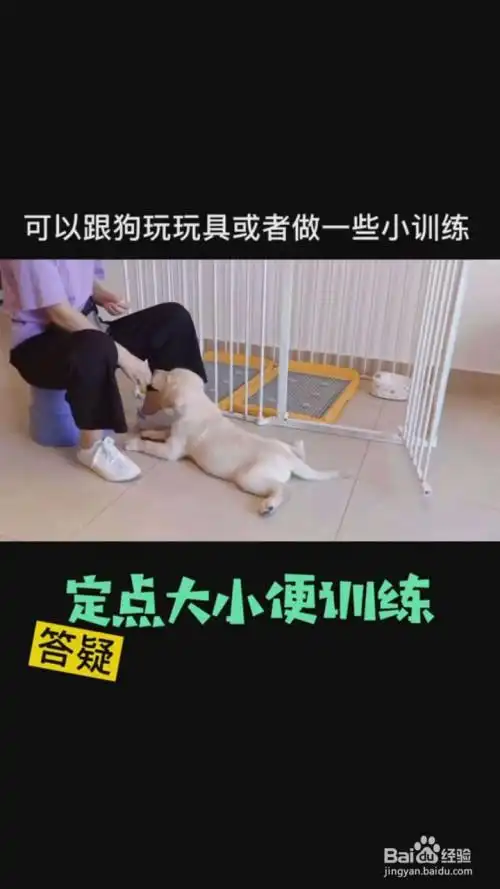 如何训练狗狗定点大小便