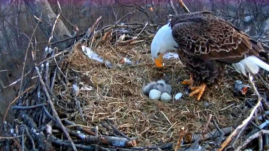 男子把老鹰窝里的蛋换成鸡蛋,鸡蛋孵化后,老鹰反应太搞笑