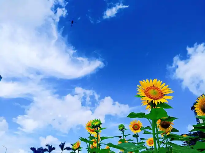 向日葵代表追逐阳光,心若阳光,人就自然开心,笑若葵花向日倾,我更愿像