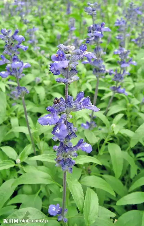 追问 谢谢网友,但这肯定不是薰衣草的花,叶子形状不对.
