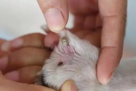 狗身上的大虱子.照片