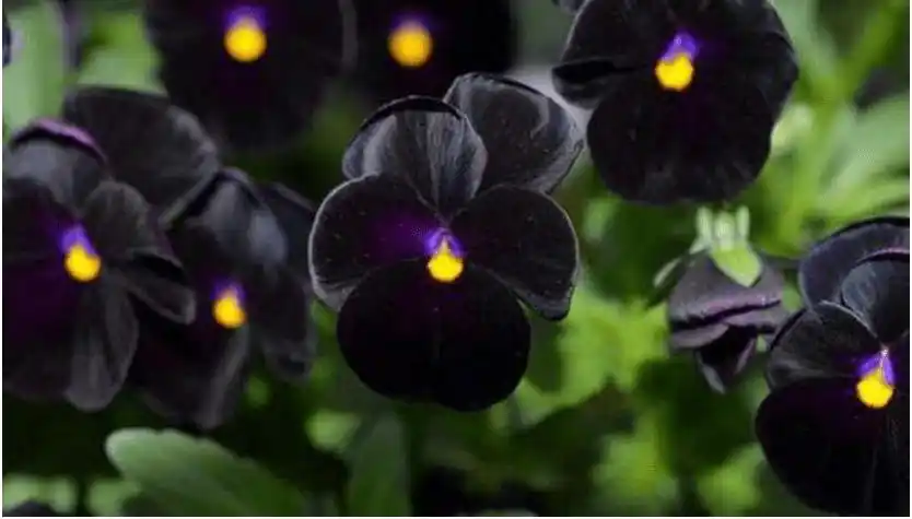 黑色花是怎么形成的?
