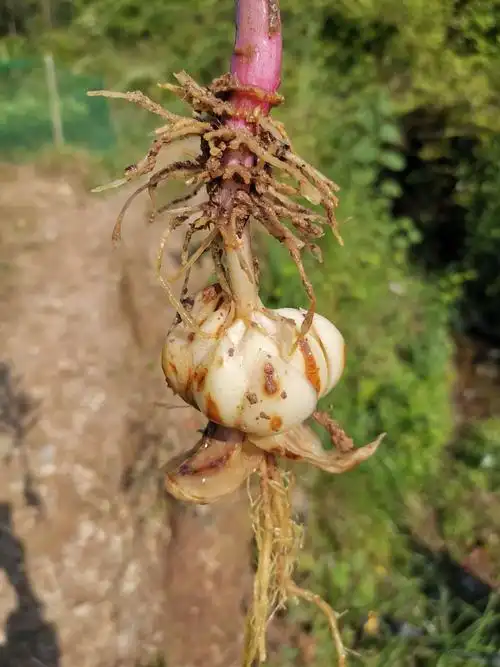 老师你好请问龙牙百合树株底部叶黄再到顶部怎么防治