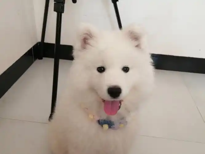 萨摩耶智商会倒退吗,之前学会了自觉去厕所大便,现在又开始随地大小便