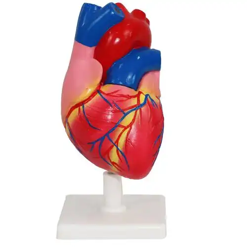 心脏解剖模型