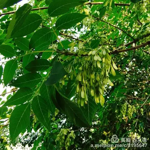 拍拍白蜡树的小果实.