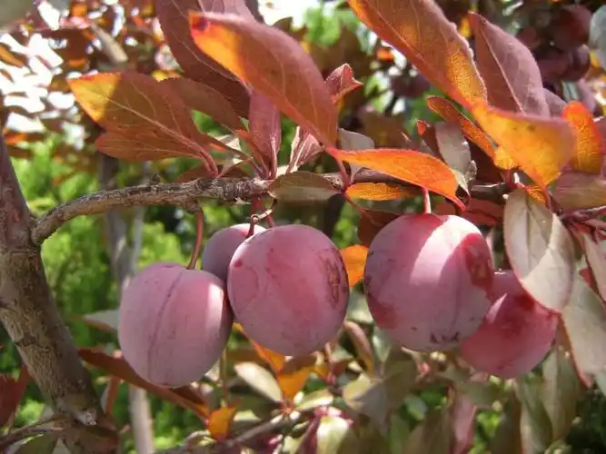 长满果实的紫叶李 – 八色木