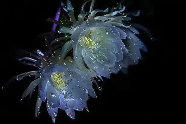 昙花图片,盛开的昙花欣赏(昙花图片 开花)