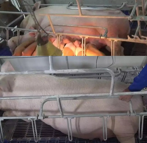 母猪产床防压杆可有效提高仔猪成活率