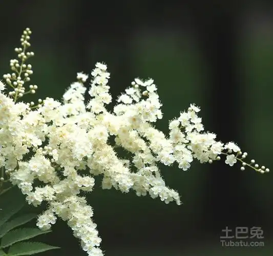 珍珠花图片欣赏及解析