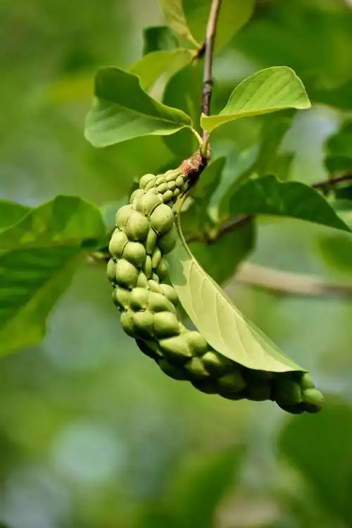 玉兰树上结果实了