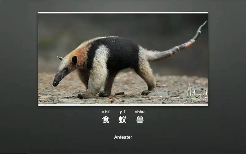 animal: anteater, 动物:食蚁兽