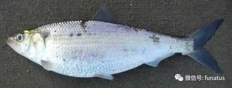 鱼种| 美国的三种鲥鱼(shad),4到6月冲进内河!| 鲥鱼当季了!