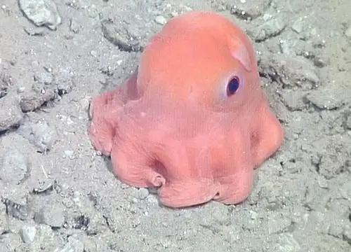 章鱼是外星生物?