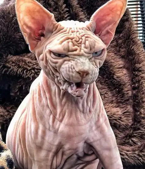 世界上最恐怖的猫图片,什么猫最恐怖?