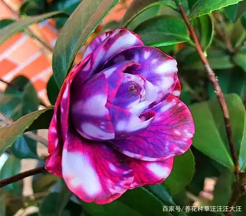 茶花秋季换盆换土,需要注意这些点,服盆快,对植株生长影响更小