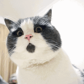 300_300gif 动态图 动图