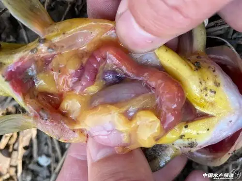 图2:患病黄颡鱼肠道充血