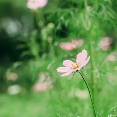 夏季绿色风景头像小清新10-微信头像