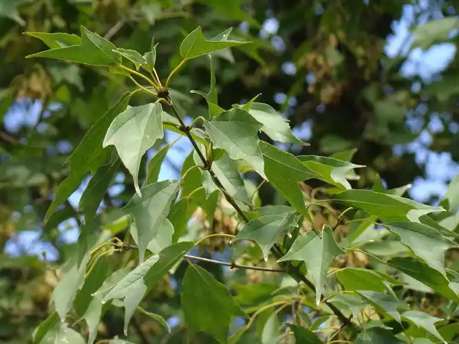 弄不清到底是槭树科的哪一种