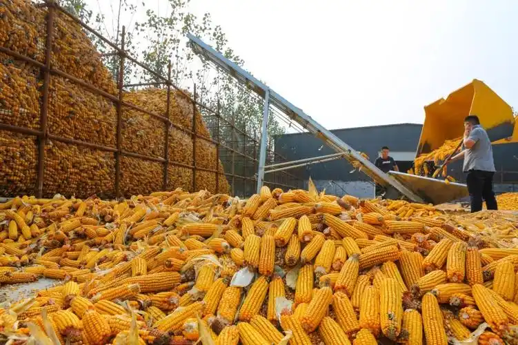 玉米飘香丰收景颗粒归仓秋收忙