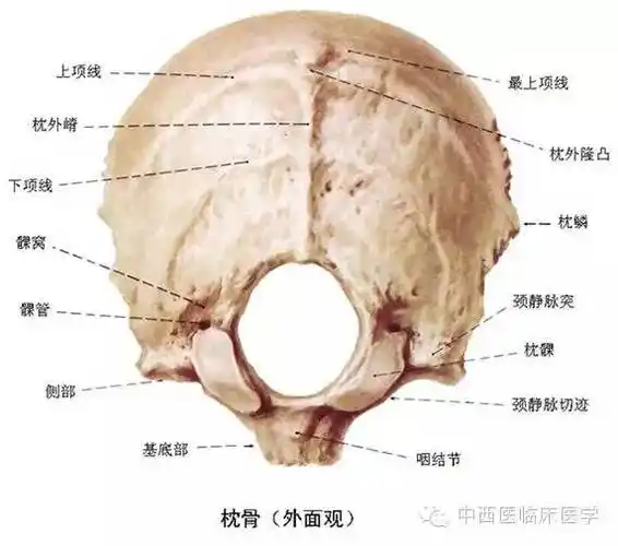 (2)筛骨ethmoid bone  1块,为骨质菲薄的含气骨.