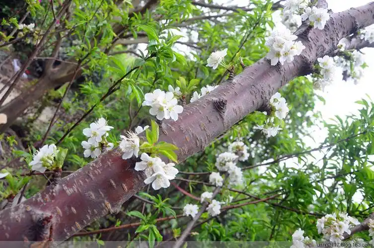 车厘子花(原创)