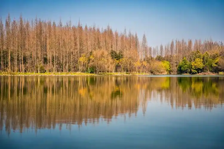 上海东平国家森林公园门票 亲子娱乐好去处(周末轻松遛娃地 一片水杉