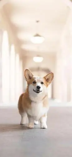 在吗?一大波小狗勾壁纸来啦!