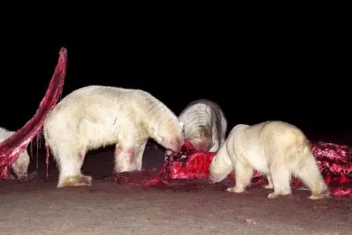 20余只北极熊围食鲸鱼尸体场面震撼