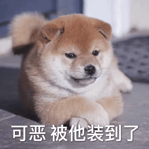 萌宠狗可恶被他装到了呆萌可爱gif动图_动态图_表情包下载_soogif