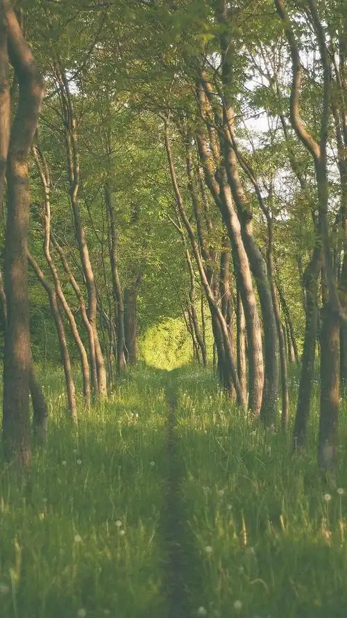 唯美林间小路清新风景