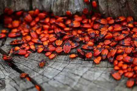 繁殖季节的红色扁虫人们把虫子称为士兵这种昆虫选择图片素材