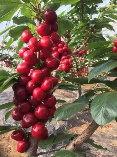 车厘子苗,车厘子树苗价格 - 彭州市亲亲果园水果种植农民专业合作社