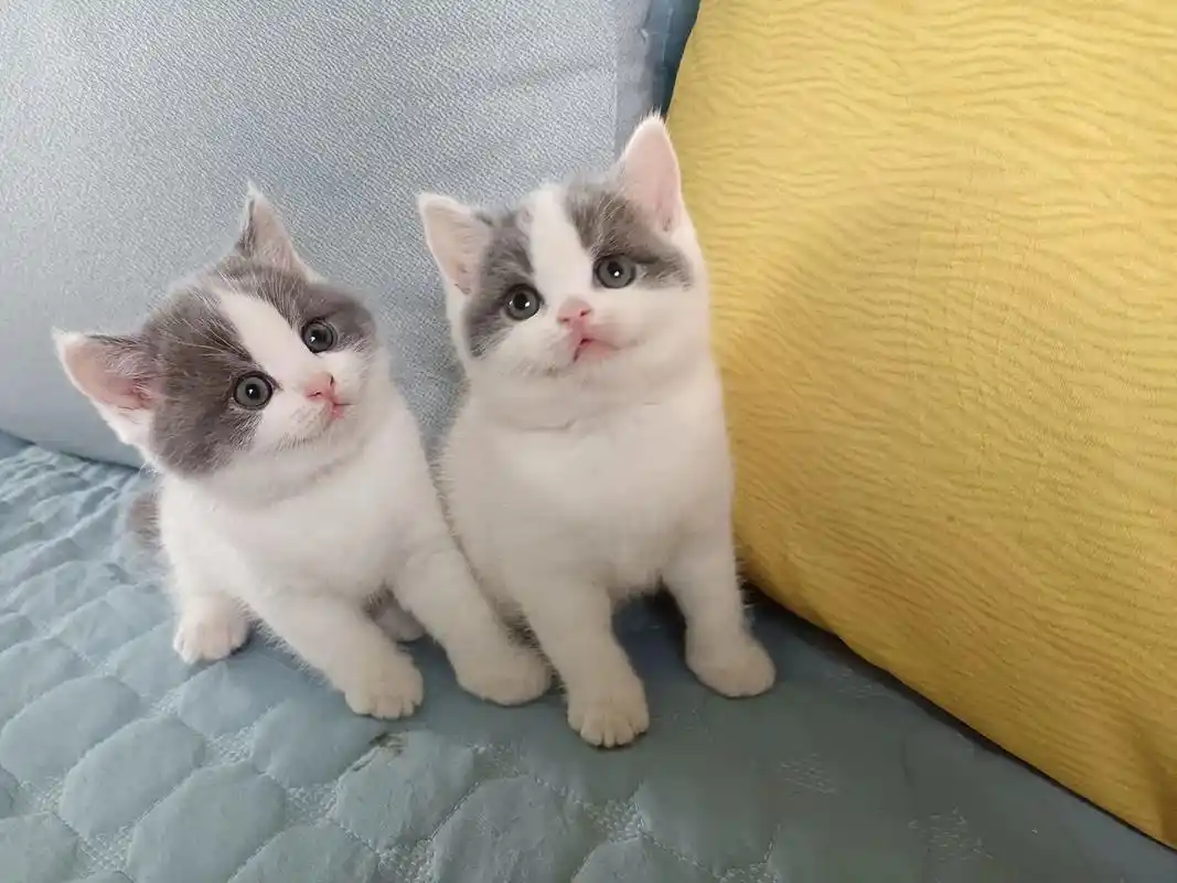 想要一只属于你的可爱猫咪吗,出售小萌猫(品种英短 - 抖音