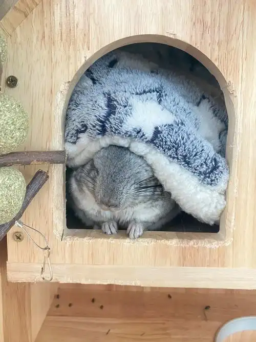 如果养一只龙猫的话大家会推荐公的还是呢