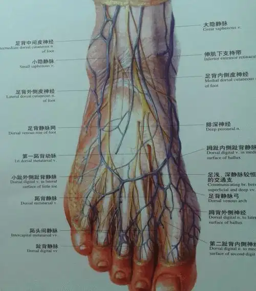 值得收藏 | 踝关节解剖分析(高清图文详解)