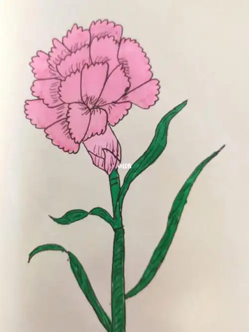 简笔画教程康乃馨花束