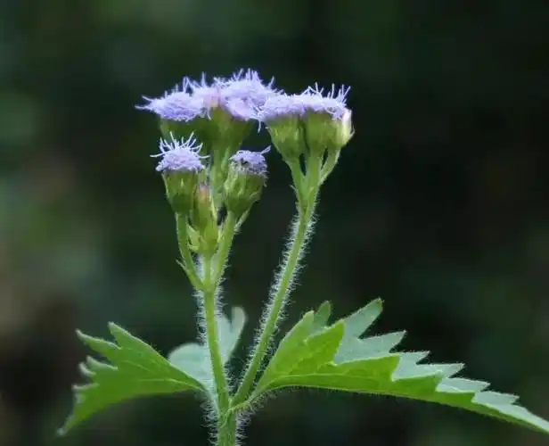 藿香蓟花漂亮景