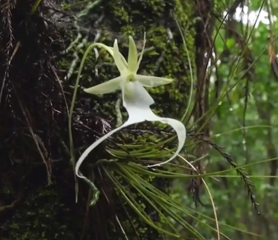 世界稀有兰花,宛如幽灵,名叫"鬼兰",很早的兰网上有记载,一株1500万