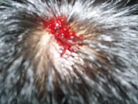 游戏米果被打员工公开受伤照片(组图)