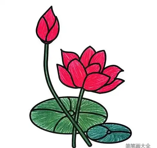 绿色的大荷叶和红色大荷花简笔画_植物简笔画_简笔画大全